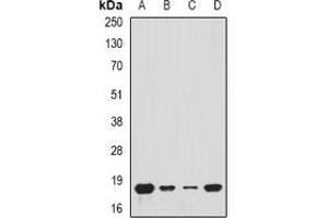 Western blot analysis of Tim17 expression in A549 (A), MCF7 (B), mouse kidney (C), mouse heart (D) whole cell lysates. (TIMM17A Antikörper)