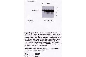 Image no. 2 for anti-EPH Receptor B1 (EPHB1) antibody (ABIN264959) (EPH Receptor B1 Antikörper)