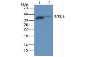 Western blot analysis of (1) Rat Kidney Tissue and (2) Rat Placenta Tissue. (FOLR1 Antikörper  (AA 26-229))