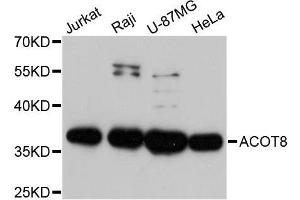 Western blot analysis of extracts of various cell lines, using ACOT8 antibody. (ACOT8 Antikörper  (AA 1-220))