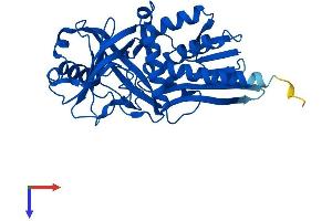 D Amino Acid Oxidase Protein (AA 1-345) (His tag)