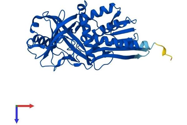D Amino Acid Oxidase Protein (AA 1-345) (His tag)