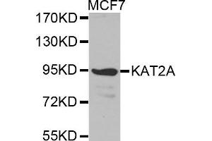 Western blot analysis of extracts of MCF7 cell line, using KAT2A antibody. (KAT2A Antikörper  (AA 1-100))