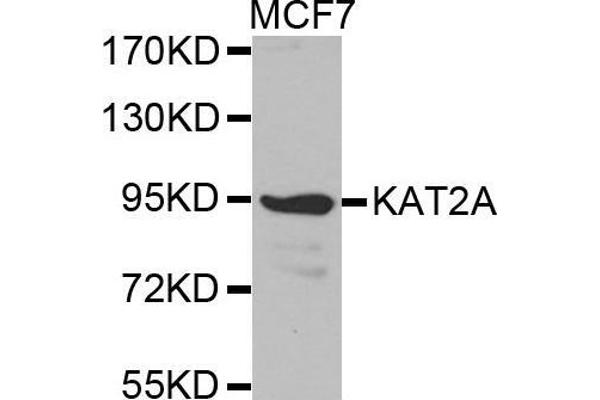 KAT2A Antikörper  (AA 1-100)