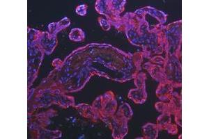 IF analysis of Cytokeratin 8/KRT8 using anti-Cytokeratin 8/KRT8 antibody (ABIN5518853). (KRT8 Antikörper  (AA 107-325))