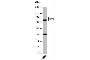 Western blot testing of human samples with ATF6 antibody (AF6229) at 2ug/ml. (ATF6 Antikörper  (N-Term))
