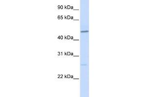 WB Suggested Anti-VDR Antibody Titration:  0.