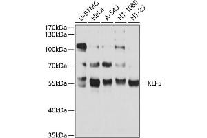 Western blot analysis of extracts of various cell lines, using KLF5 antibody (ABIN3023447, ABIN3023448, ABIN3023449 and ABIN6219969) at 1:1000 dilution. (KLF5 Antikörper  (AA 1-250))
