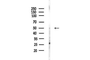 Western blot analysis of lysates from Mouse liver, using ZNF174 Antibody at 1/1000 dilution.