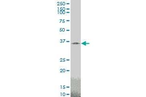 TAZ monoclonal antibody (M14), clone 2B3 Western Blot analysis of TAZ expression in PC-12 . (TAZ Antikörper  (AA 1-262))