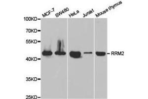 Western Blotting (WB) image for anti-Ribonucleotide Reductase M2 (RRM2) antibody (ABIN1876447)