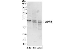 anti-Leukocyte Receptor Cluster (LRC) Member 8 (LENG8) (AA 200-250) antibody