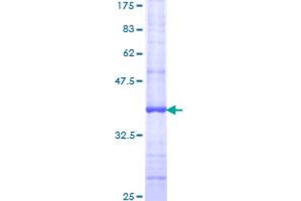 P2RY6 Protein (AA 1-102) (GST tag)