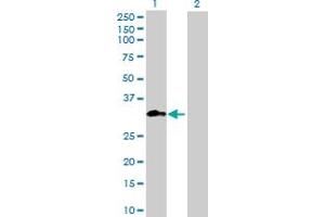 Western Blot analysis of METTL1 expression in transfected 293T cell line ( H00004234-T01 ) by METTL1 MaxPab polyclonal antibody. (METTL1 Antikörper  (AA 1-276))