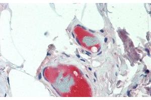 Detection of CP in Human Small Intestine Tissue using Monoclonal Antibody to Ceruloplasmin (CP) (Ceruloplasmin Antikörper  (AA 789-1065))