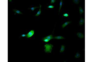 Immunocytochemistry analysis of 3T3 cells using HSC70 mouse monoclonal antibody at dilution of 1:200