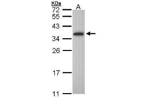WB Image Sample (30 ug of whole cell lysate) A: Molt-4 , 12% SDS PAGE antibody diluted at 1:1000 (OLIG1 Antikörper  (C-Term))