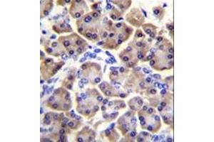 Formalin fixed and paraffin embedded human pancreas tissue stained with MRPS12 followed by peroxidase conjugation of the secondary antibody and DAB staining. (MRPS12 Antikörper  (Middle Region))