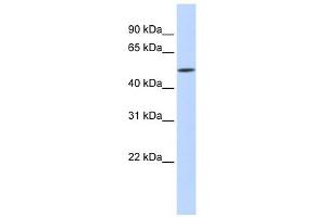 IFIT2 antibody used at 1 ug/ml to detect target protein. (IFIT2 Antikörper  (N-Term))