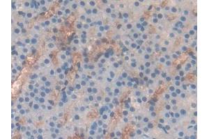 DAB staining on IHC-P; Samples: Rat Adrenal gland Tissue (CD236/GYPC Antikörper  (AA 1-95))