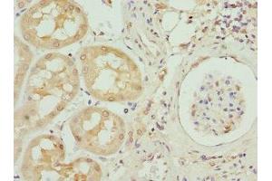 Immunohistochemistry of paraffin-embedded human kidney tissue using ABIN7156239 at dilution of 1:100 (INHBB Antikörper  (AA 295-405))