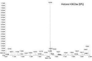 Mass Spectrometry (MS) image for Histone 3 (H3) (H3K23ac) protein (ABIN2669543)