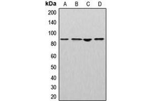 Western blot analysis of Cullin 2 expression in MCF7 (A), mouse liver (B), rat kidney (C), NIH3T3 (D) whole cell lysates. (Cullin 2 Antikörper  (C-Term))