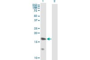 Western Blot analysis of PTGES expression in transfected 293T cell line by PTGES MaxPab polyclonal antibody. (Prostaglandin E Synthase Antikörper  (AA 1-152))