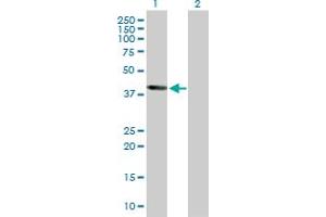 Western Blot analysis of WNT5B expression in transfected 293T cell line by WNT5B MaxPab polyclonal antibody. (WNT5B Antikörper  (AA 1-359))