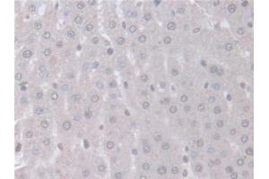 Immunohistochemistry (IHC) image for anti-Intersectin 1 (ITSN1) (AA 1-227) antibody (ABIN7444238)
