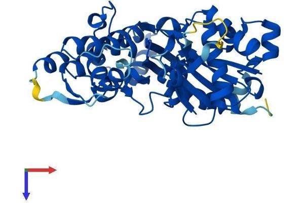 ARPM1 Protein (AA 1-369) (His tag)