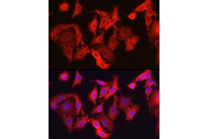 Immunofluorescence (IF) image for anti-Glutathione Peroxidase 4 (GPX4) (AA 30-197) antibody (ABIN3015730)