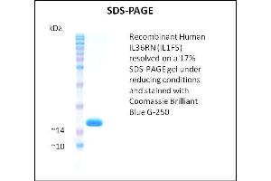 FIL1d Protein