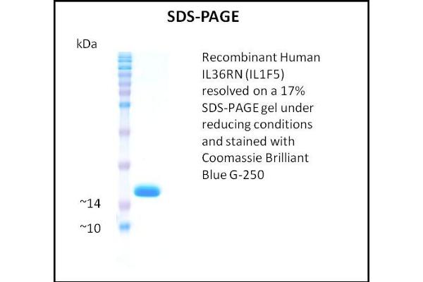 FIL1d Protein