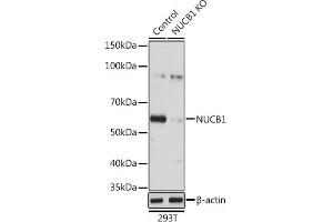 Western blot analysis of extracts from normal (control) and NUCB1 knockout (KO) 293T cells, using NUCB1 antibody (ABIN1681132, ABIN3018387, ABIN3018388 and ABIN6220455) at 1:3000 dilution. (Nucleobindin 1 Antikörper  (AA 302-461))