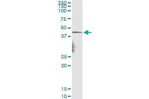 Immunoprecipitation of NDN transfected lysate using anti-NDN monoclonal antibody and Protein A Magnetic Bead , and immunoblotted with NDN MaxPab rabbit polyclonal antibody. (NDN Antikörper  (AA 222-321))