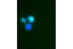 Immunofluorescence (IF) image for anti-Interferon Regulatory Factor 9 (IRF9) antibody (ABIN2666230) (IRF9 Antikörper)