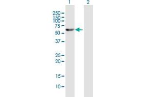 Western Blot analysis of TXNRD1 expression in transfected 293T cell line by TXNRD1 MaxPab polyclonal antibody.