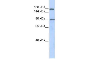 Western Blotting (WB) image for anti-AF4/FMR2 Family, Member 2 (AFF2) antibody (ABIN2458294) (AFF2 Antikörper)
