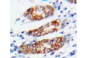 IHC-P analysis of Stomach tissue, with DAB staining. (Connexin 31 Antikörper  (AA 211-269))