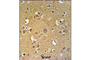 TUBB2C Antibody IHC analysis in formalin fixed and paraffin embedded human brain tissue followed by peroxidase conjugation of the secondary antibody and DAB staining. (TUBB2C Antikörper  (AA 99-125))