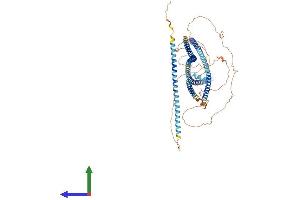 Protein Structure (PS) image for Leucine Rich Repeat (In FLII) Interacting Protein 2 (LRRFIP2) (AA 1-721) protein (His tag) (ABIN7554426)