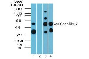 Image no. 1 for anti-Vang-Like 2 (VANGL2) (AA 300-350) antibody (ABIN960405) (VANGL2 Antikörper  (AA 300-350))