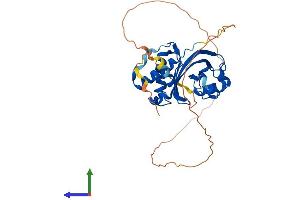 Protein Structure (PS) image for Alport Syndrome, Mental Retardation, Midface Hypoplasia and Elliptocytosis Chromosomal Region Gene 1 (AMMECR1) (AA 1-333) protein (His tag) (ABIN7552208)