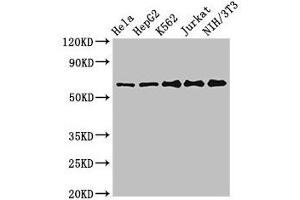 Western Blot Positive WB detected in: Hela whole cell lysate, HepG2 whole cell lysate, K562 whole cell lysate, Jurkat whole cell lysate, NIH/3T3 whole cell lysate All lanes: CPSF6 antibody at 3 μg/mL Secondary Goat polyclonal to rabbit IgG at 1/50000 dilution Predicted band size: 60, 64, 53 kDa Observed band size: 60 kDa (CPSF6 Antikörper  (AA 186-226))
