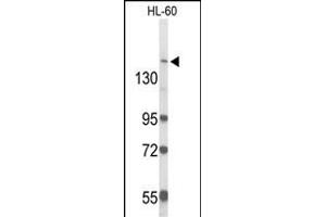 Western blot analysis of RAB3G Antibody (C-term) (ABIN6244093 and ABIN6579059) in HL-60 cell line lysates (35 μg/lane). (RAB3GAP2 Antikörper  (C-Term))