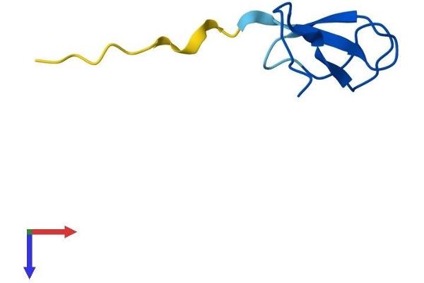 POLR2K Protein (AA 1-58) (Fc Tag)