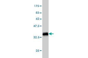 Western Blot detection against Immunogen (36. (TEK Antikörper  (AA 701-800))