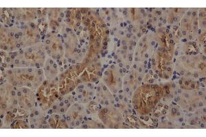 Immunohistochemistry of paraffin-embedded mouse kidney using GAPDH antibody at dilution of 1:50