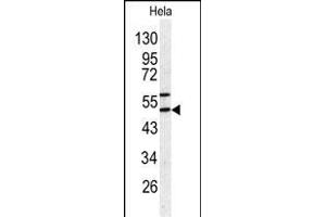 Western blot analysis of SERPINH1 antibody (C-term) (ABIN391547 and ABIN2841496) in Hela cell line lysates (35 μg/lane). (SERPINH1 Antikörper  (C-Term))